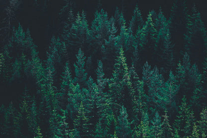 Tree Ranger Utility Beard Softener