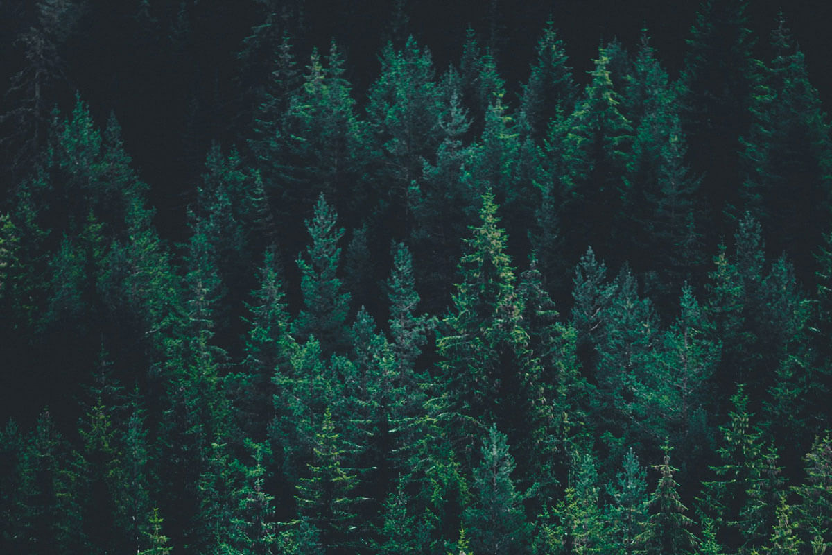Tree Ranger Beard Oil